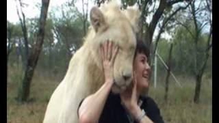 preview picture of video 'Traudi Riegger with white lion cubs - Zuba & Cobra, at Mystic Monkeys & Feathers Wildlife Park.'