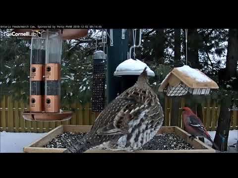 Ruffed Grouse & Pine Grosbeak share the feeder     09 13   Video 2018 12 02 092022