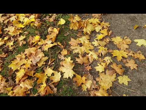 Sweden Stockholm Views,  Husby, The beauty of Autumn | RayVideos