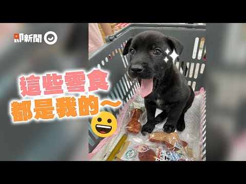 小黑狗