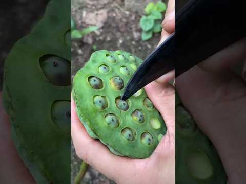 Removing Lotus Seeds #agriculture #asmrvideo #artwork