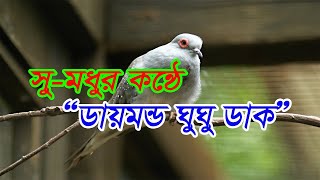 preview picture of video 'ডায়মন্ড ডাভ (My Sweet Birds) SM'