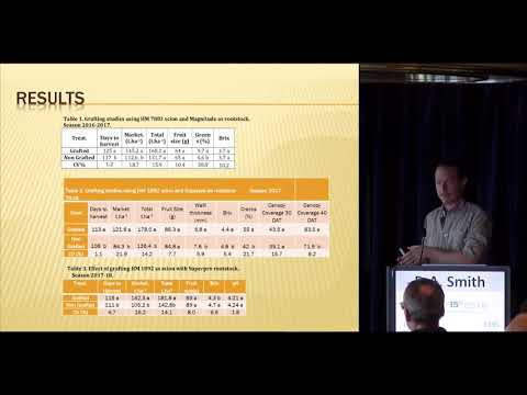 Patrick A. Smith - The effect of root stock on yield and quality yield in processing tomatoes