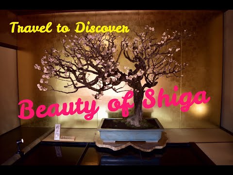 【Vlog - 15】Beauty of Shiga, Japan / Bonbai Plum Tree Exhibition and Tree of Beauty