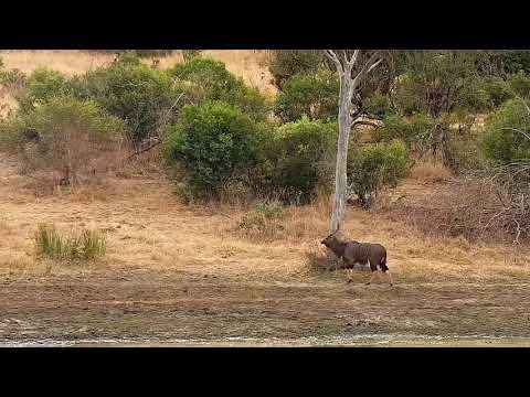 Djuma: Nyala bull - 10:26 - 08/03/21