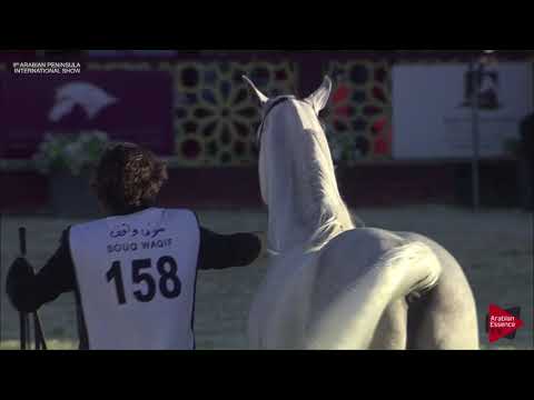 N.158 MOUNTASER LAFFAN - 2019 Qatar Int. Peninsula show - Stallions 4 to 10 years old (Class 10)