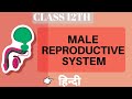 Male Reproductive System | Class 12 | Biology | Human Reproduction | Be Educated