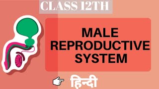 Male Reproductive System | Class 12 | Biology | Human Reproduction | Be Educated