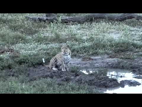 Djuma: Leopard - Hosana male comes for a drink - 03/11/18