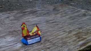 The &quot;BEST firework EVER:&quot;  Hen Laying Egg     (Banned in many states)