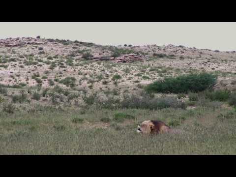 Kalahari black maned lion roaring