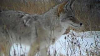 preview picture of video 'Coyote in Lamar Valley in Yellowstone national park'