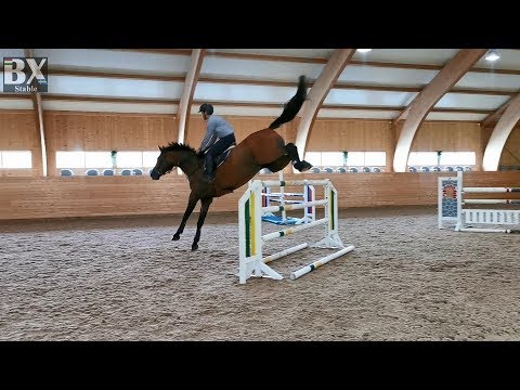 _***SOLD***_ 11yo gelding __ VDL Corland x Landcapitol