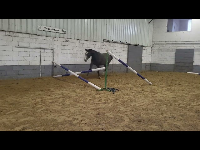 a vendre pouliche qui prend 2 ans