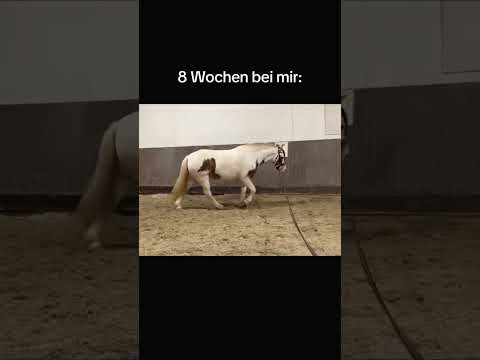 , title : 'Look at Mori! 🔥👀 #equestrian #pferde #shortvideo #shortsfeed #horse #asmrjanina #tinker'