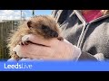 Leeds Rescuers Fighting To Save Hedgehogs
