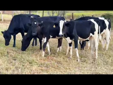 6 garrotas holandesas; Fazenda Ouro Verde; Lagoa do Ouro-PE