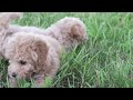 Bichpoo dogs for sale: Ivory - Video 1