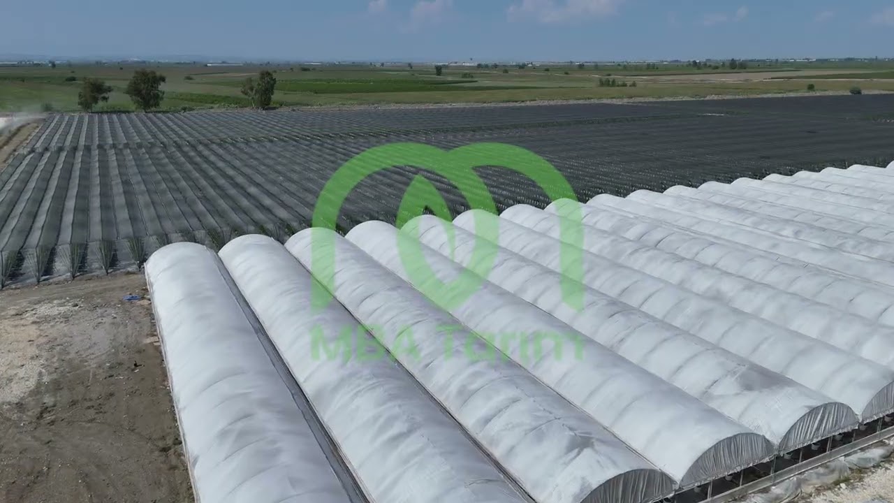 MBA Tarım - Blueberry Bahçeleri (Tarsus)
