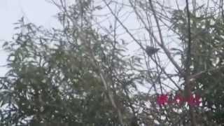 PCP wood pigeon hunting[2].flv