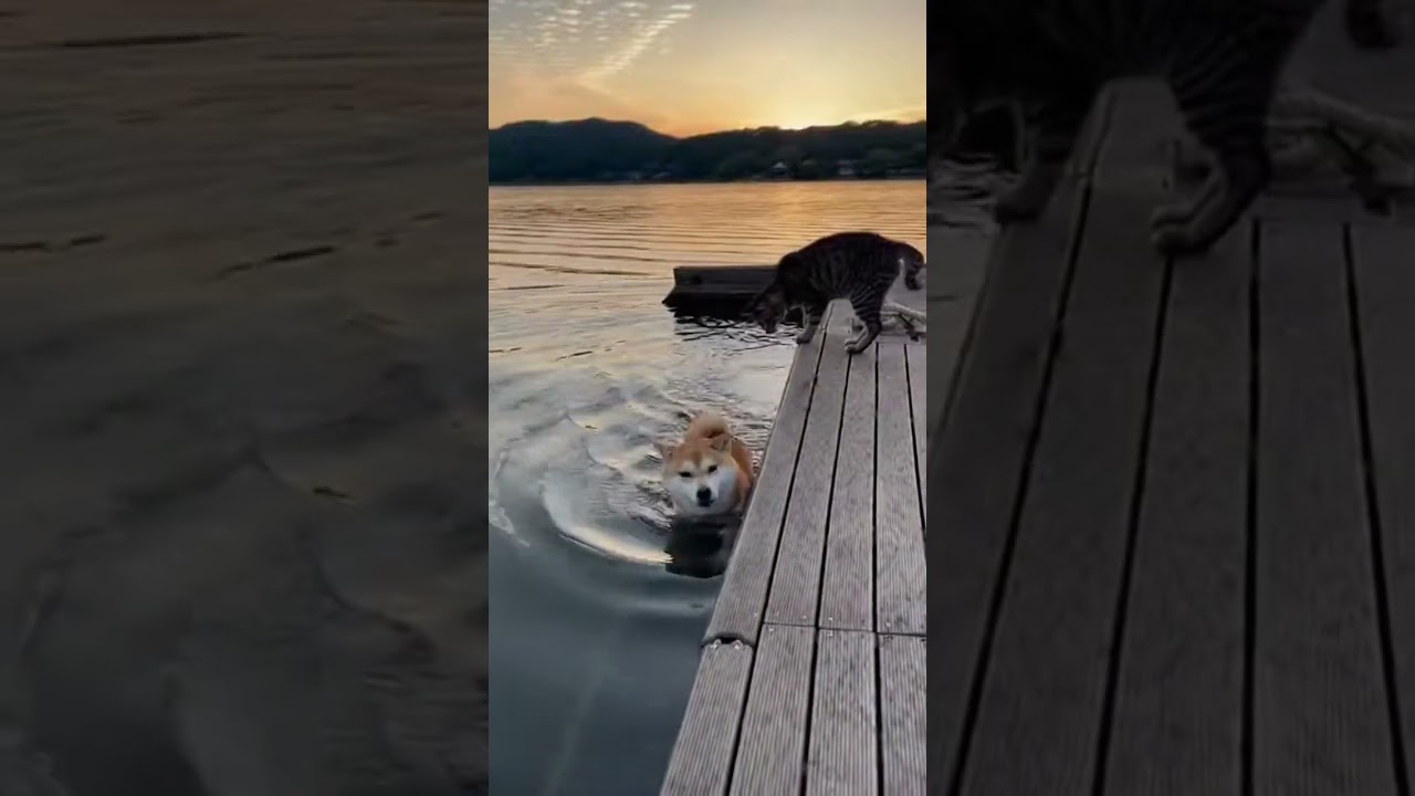 【そりゃそうなる】ｲｯﾇ、ﾈｯｺにぶち落とされたので………　#shorts