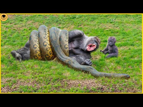 8 Moments of Wild Snakes Hunting and Attacking Monkeys