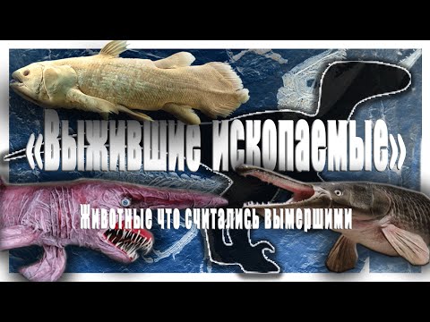 Живые ископаемые.Животные что считались вымершими. Living fossils