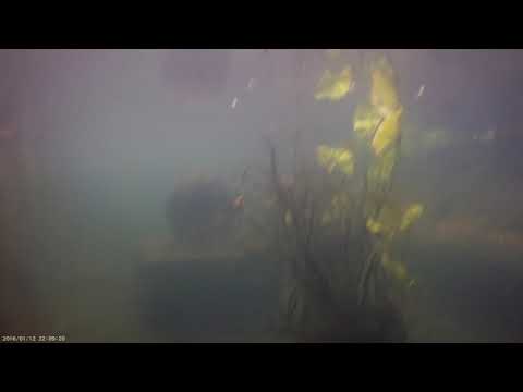 Sticklebacks near Hayle Estuary Cornwall UK June 2019 0112 220821 002