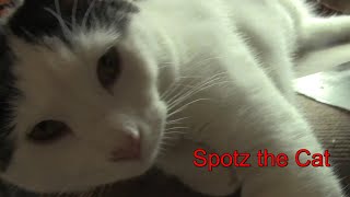 My Second House and Spotz the Cat