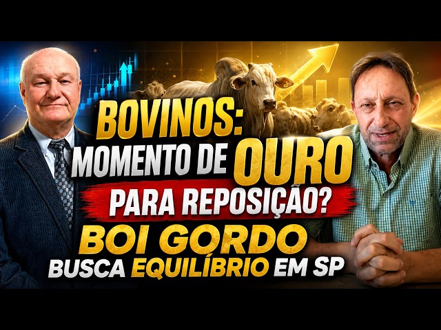 Bovinos: Momento de ouro para reposição? Boi gordo busca equilíbrio em SP.