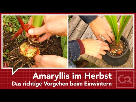 Amaryllis im Herbst – Das richtige Vorgehen beim Einwintern