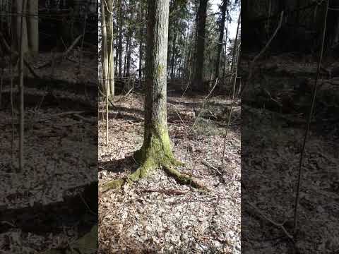 Ruciane-Nida 2025-04-12 Puszcza Piska, Nadleśnictwo Maskulińskie, Mazurski Park Krajobrazowy