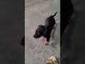 Miniature Dachshund dogs for sale: Dante - Video 1