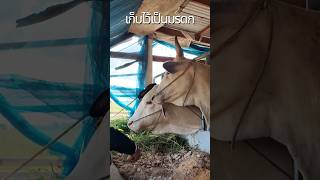 Download lagu เก็บไว้เป็นมรดก mp3