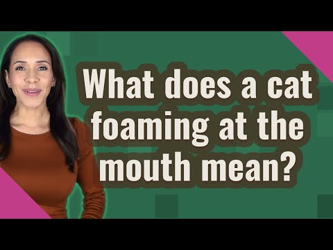 What does a cat foaming at the mouth mean?