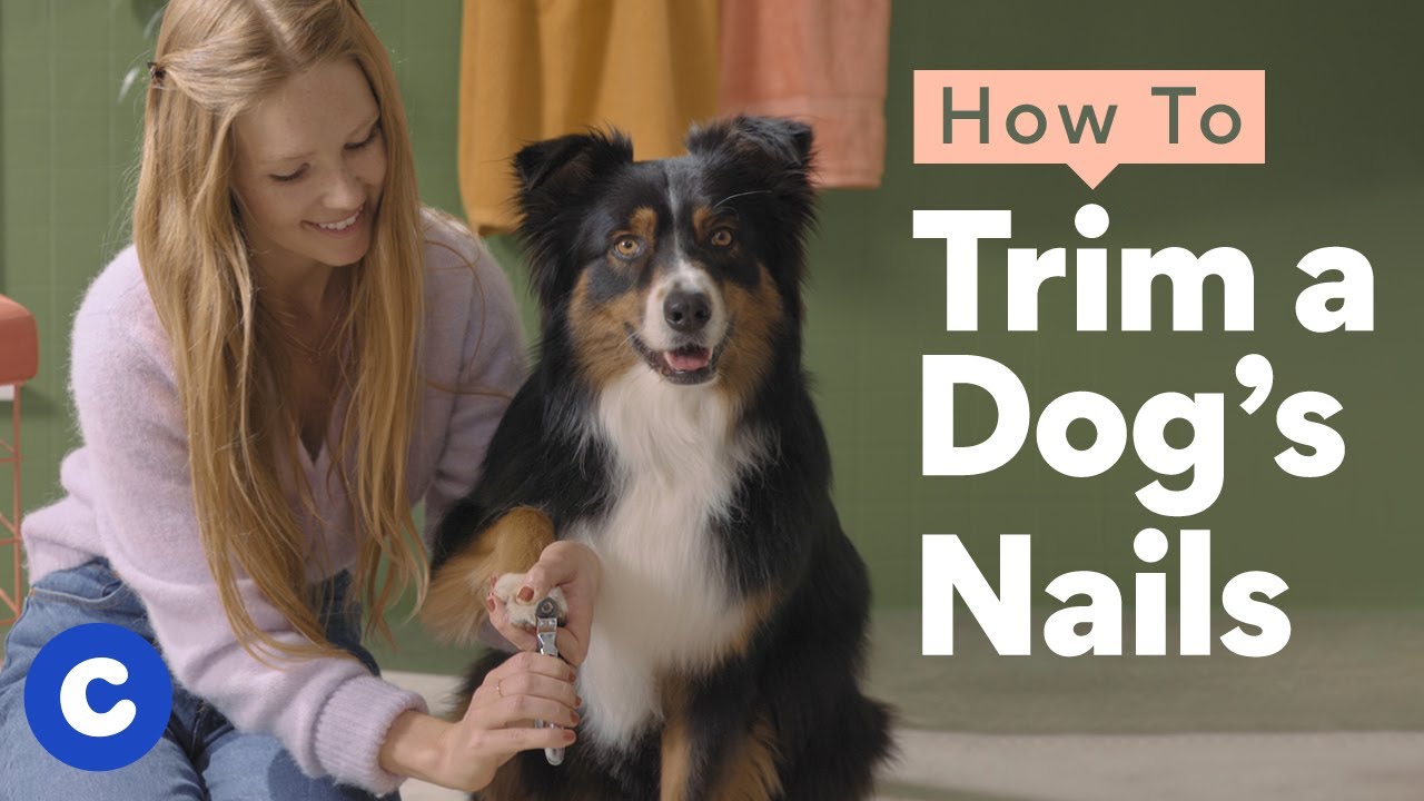 How to Cut Dog Nails StepByStep Tips from a Professional Groomer