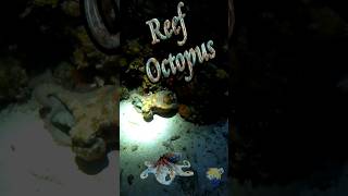 🐙 Caribbean Reef Octopus 🤿 #Shorts