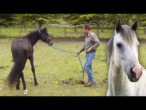 NATURAL DRESSAGE of WILD HORSES. Ancient techniques to clear and tame these animals