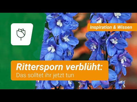 Rittersporn verblüht❓ DAS solltet ihr jetzt tun