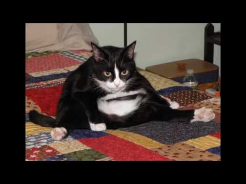 mt. fujitive - einer für smuv