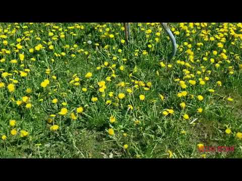 Dandelions Flower  "Young & Matured Dandelions Flower"