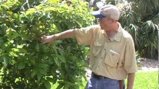 A03 Simmonds avocado practices in mid-summer