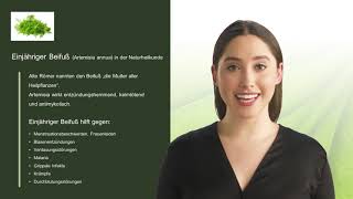 Einjähriger Beifuß (Artemisia annua) in der Naturheilkunde