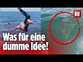 Weißer Hai Typ Denkt Er Sei Ungefährlich Dann Passiert Es Tiktok Aus Kalifornien