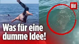 Weißer Hai: Typ denkt, er sei ungefährlich – dann passiert es | Tiktok aus Kalifornien