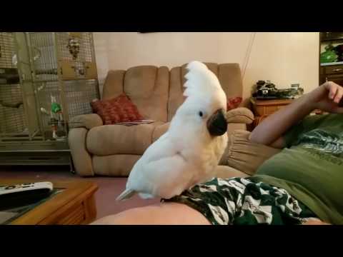 3 mo old baby cockatoo behavior, sounds and play