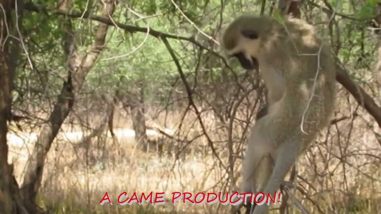 MONKEYS COMFORTABLY RELAXED UNDER A TREE - SO THINK TREES, THINK MONKEYS (IMPORTANCE OF MONKEYS)