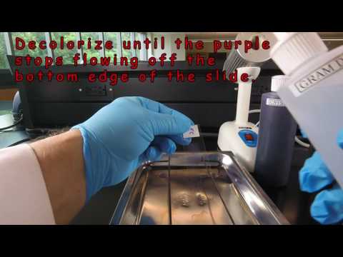 A Review of Decolorization during the Gram Stain