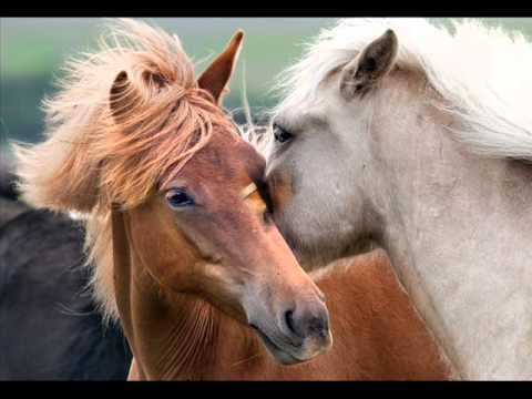 Chris Spheeris ~ Viva