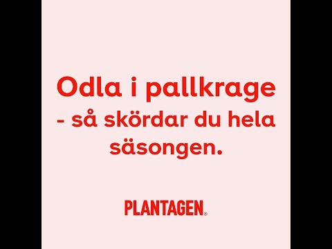Odla i pallkrage och skörda hela säsongen